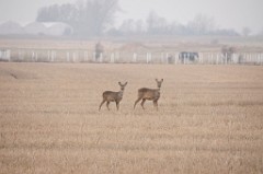 18) 16 Novembre 2012 - Una breve passeggiata a Skanör-Falsterbo